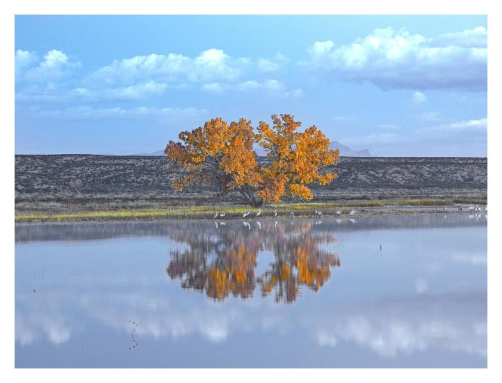 Cottonwood And Cranes, Autumn Foliage, Bosque Del Apache National Wildlife Refuge, New Mexico-Paper Art-18X14
