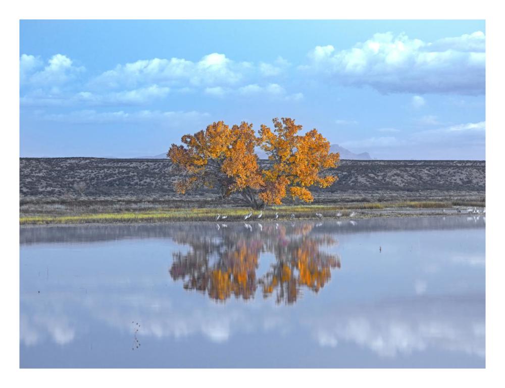 Cottonwood And Cranes, Autumn Foliage, Bosque Del Apache National Wildlife Refuge, New Mexico-Paper Art-26X20