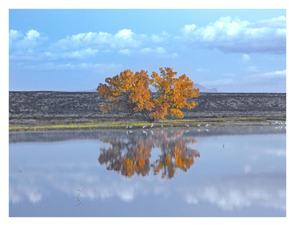 Cottonwood And Cranes, Autumn Foliage, Bosque Del Apache National Wildlife Refuge, New Mexico-Paper Art-34X26