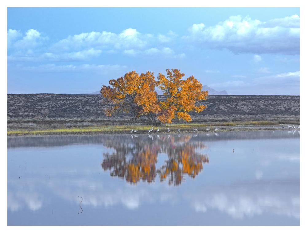 Cottonwood And Cranes, Autumn Foliage, Bosque Del Apache National Wildlife Refuge, New Mexico-Paper Art-42X32
