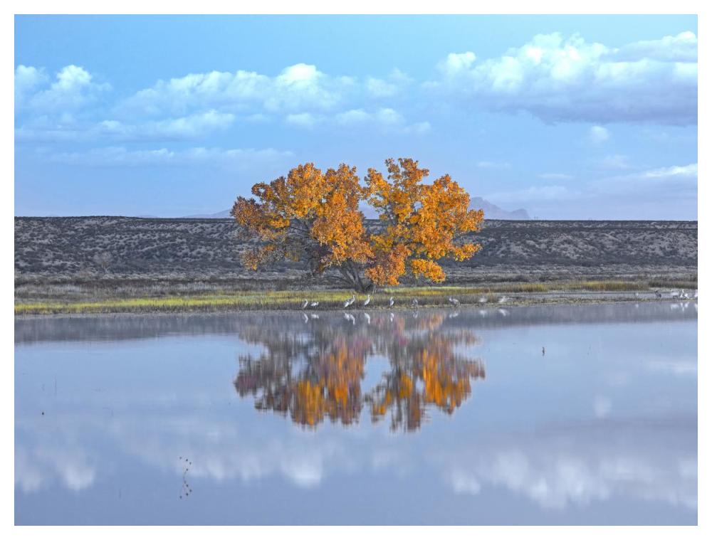 Cottonwood And Cranes, Autumn Foliage, Bosque Del Apache National Wildlife Refuge, New Mexico-Paper Art-50X38