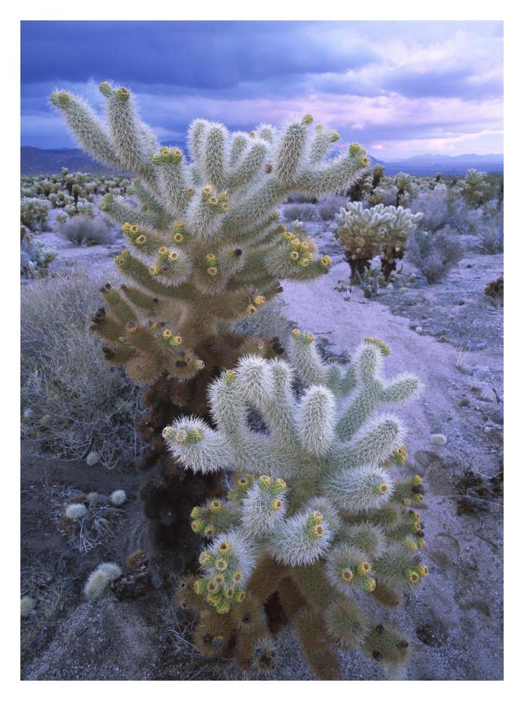 Teddy Bear Cholla Or Jumping Cholla Under Stormy Skies, Joshua Tree National Park, California-Paper Art-14X18