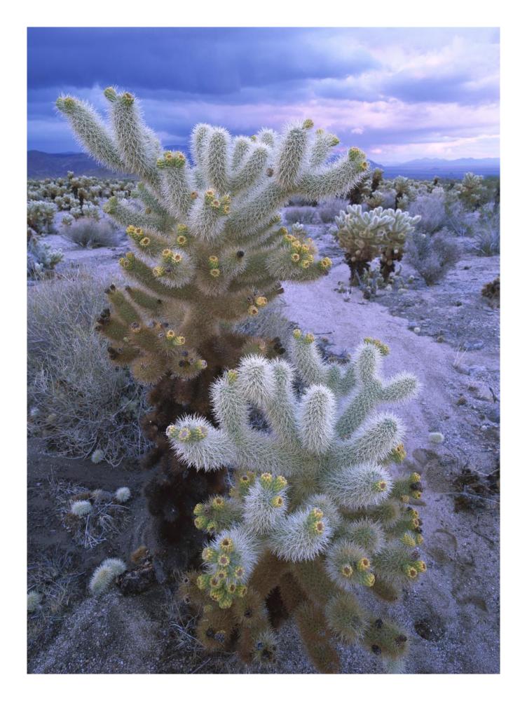 Teddy Bear Cholla Or Jumping Cholla Under Stormy Skies, Joshua Tree National Park, California-Paper Art-20X26