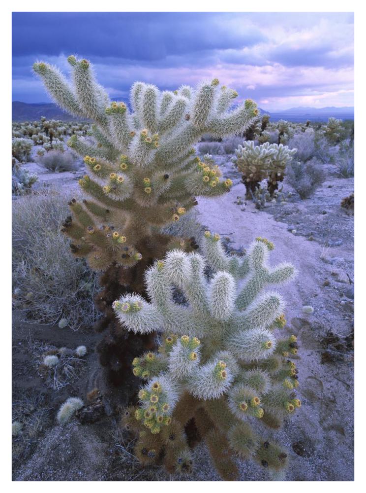 Teddy Bear Cholla Or Jumping Cholla Under Stormy Skies, Joshua Tree National Park, California-Paper Art-32X42