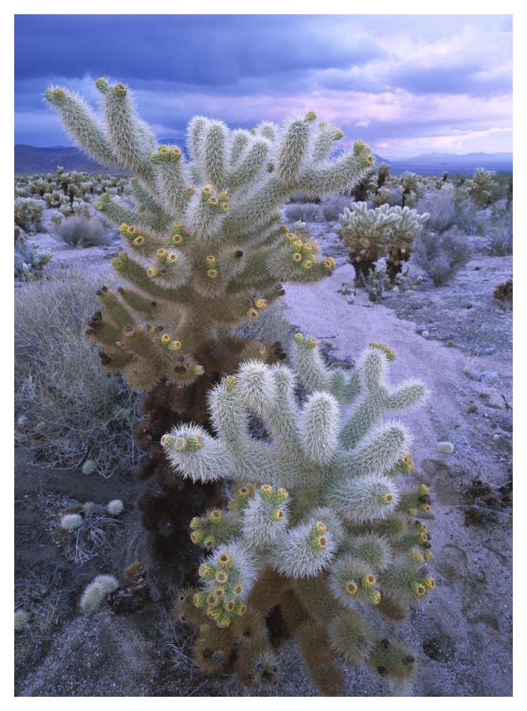 Teddy Bear Cholla Or Jumping Cholla Under Stormy Skies, Joshua Tree National Park, California-Paper Art-38X50