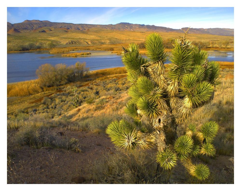 Joshua Tree And Wetlands Along The Pacific Flyway, Pahranagat National Wildlife Refuge, Nevada-Paper Art-18X14