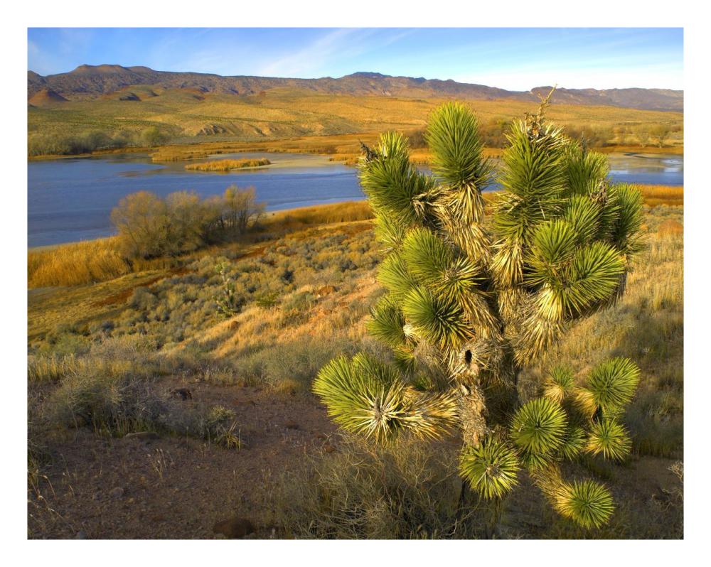 Joshua Tree And Wetlands Along The Pacific Flyway, Pahranagat National Wildlife Refuge, Nevada-Paper Art-26X20