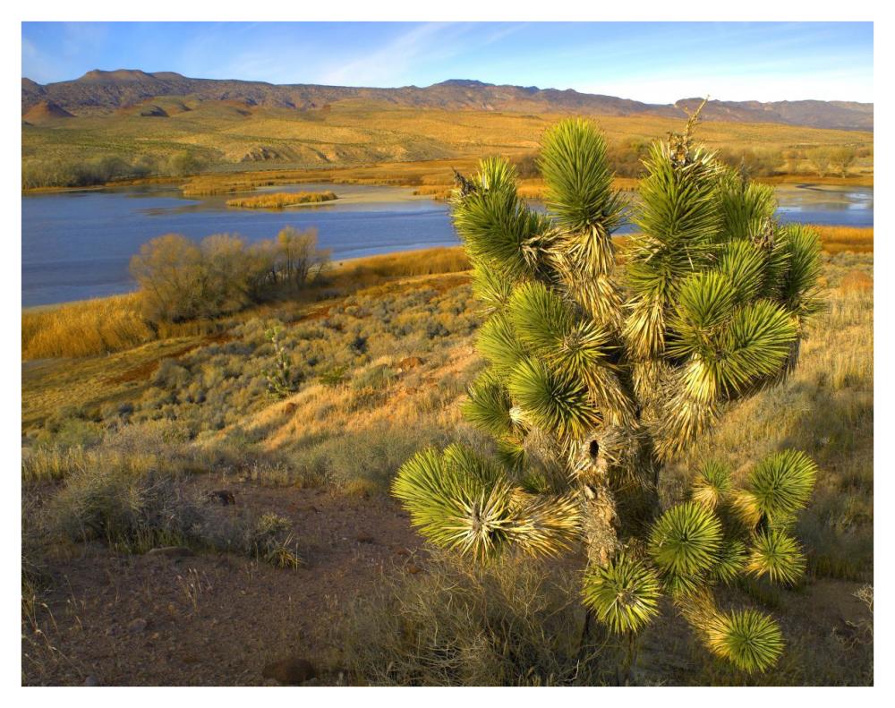 Joshua Tree And Wetlands Along The Pacific Flyway, Pahranagat National Wildlife Refuge, Nevada-Paper Art-42X32