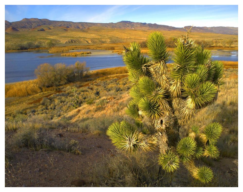 Joshua Tree And Wetlands Along The Pacific Flyway, Pahranagat National Wildlife Refuge, Nevada-Paper Art-50X38