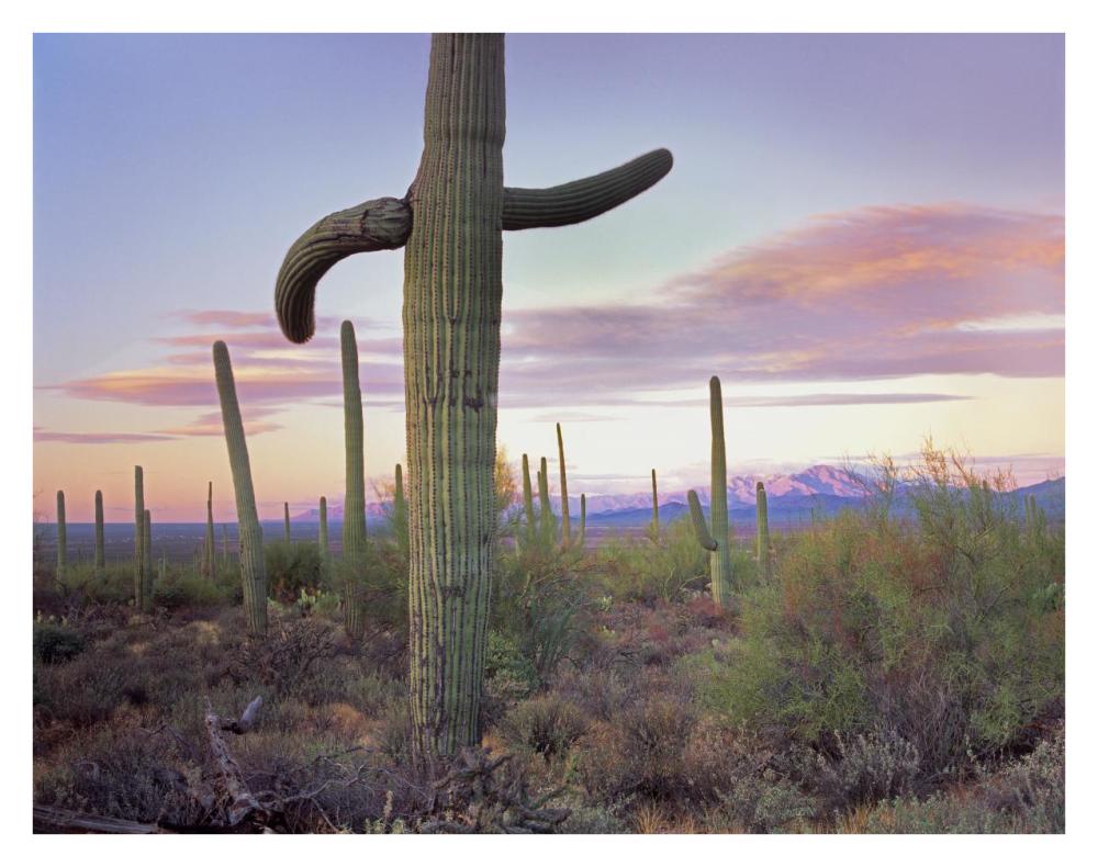 Saguaro Cactus Field With Sierrita Mountains In The Background, Saguaro National Park, Arizona-Paper Art-34X26