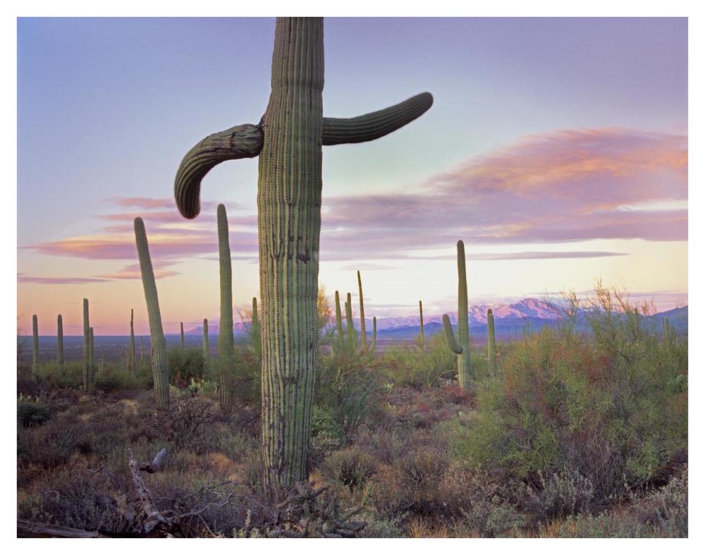 Saguaro Cactus Field With Sierrita Mountains In The Background, Saguaro National Park, Arizona-Paper Art-42X32