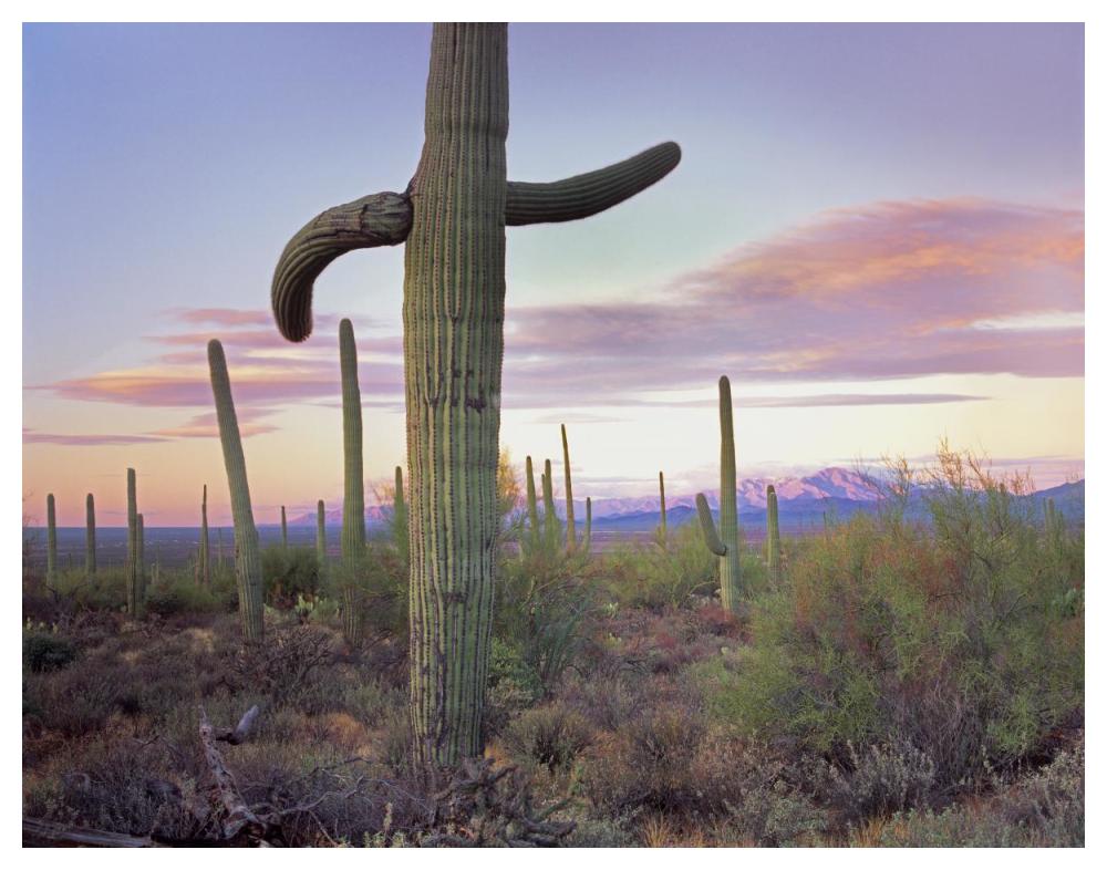 Saguaro Cactus Field With Sierrita Mountains In The Background, Saguaro National Park, Arizona-Paper Art-50X38
