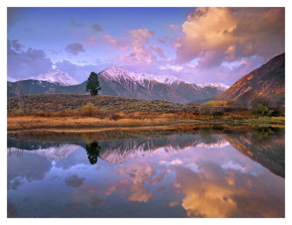 La Plata And Twin Peaks In The Sawatch Range Reflected In Twin Lakes With A Lone Tree, Colorado-Paper Art-42X32