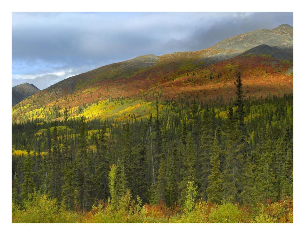 Boreal Forest Beneath Goldensides Mountain, Tombstone Territorial Park, Yukon Territory, Canada-Paper Art-26X20
