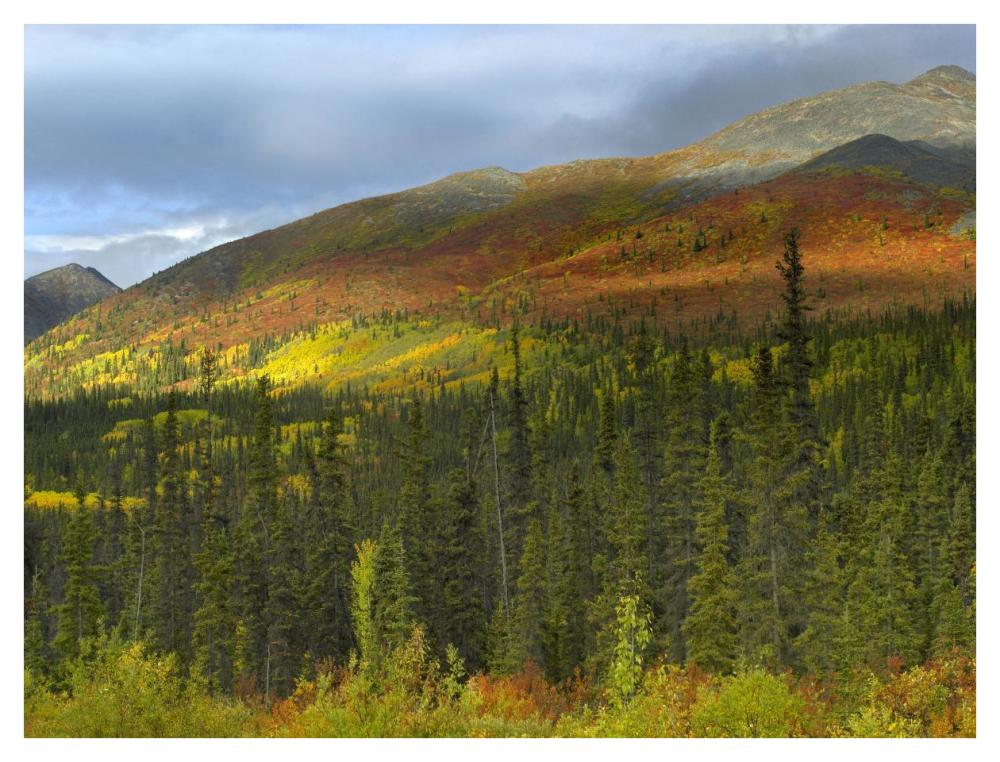 Boreal Forest Beneath Goldensides Mountain, Tombstone Territorial Park, Yukon Territory, Canada-Paper Art-42X32