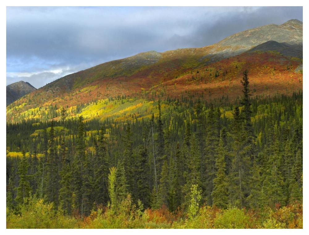 Boreal Forest Beneath Goldensides Mountain, Tombstone Territorial Park, Yukon Territory, Canada-Paper Art-50X38
