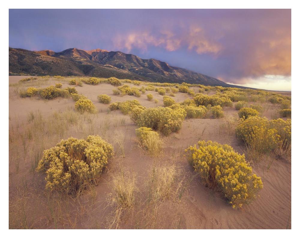 Sagewort On Sand Dune, Sangre De Cristo Mountains, Great Sand Dunes National Monument, Colorado-Paper Art-18X14