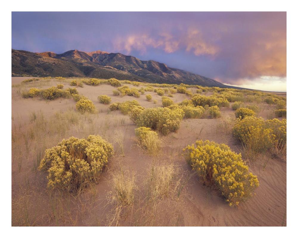 Sagewort On Sand Dune, Sangre De Cristo Mountains, Great Sand Dunes National Monument, Colorado-Paper Art-26X20