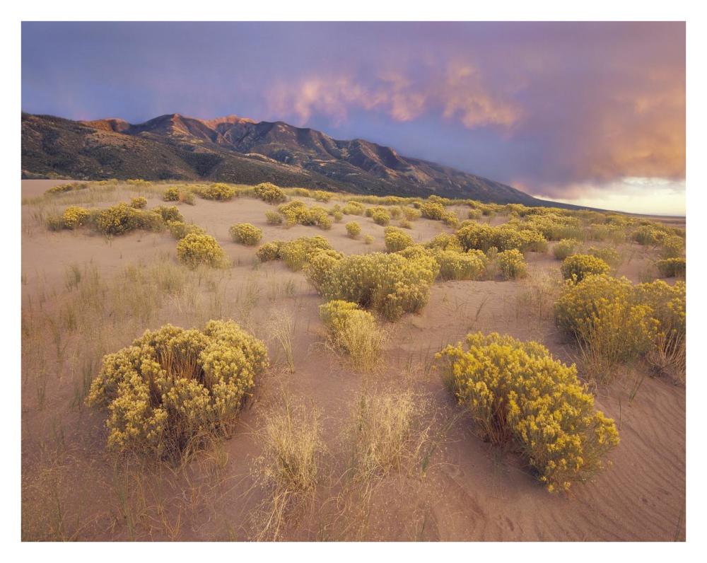 Sagewort On Sand Dune, Sangre De Cristo Mountains, Great Sand Dunes National Monument, Colorado-Paper Art-34X26