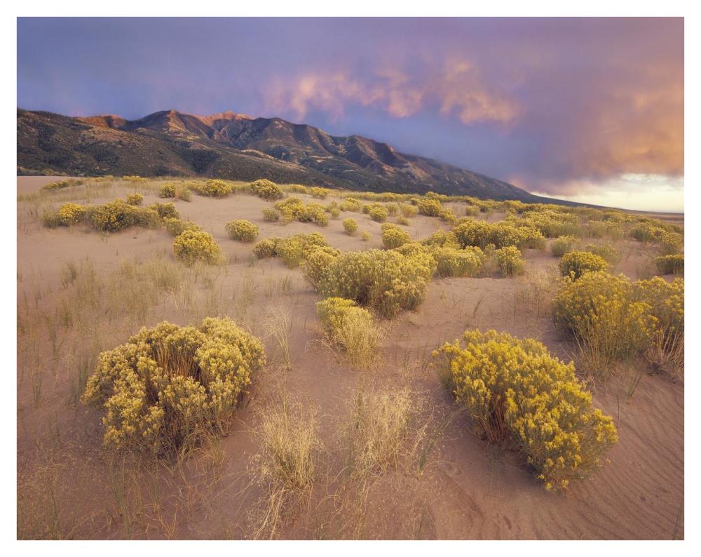 Sagewort On Sand Dune, Sangre De Cristo Mountains, Great Sand Dunes National Monument, Colorado-Paper Art-42X32
