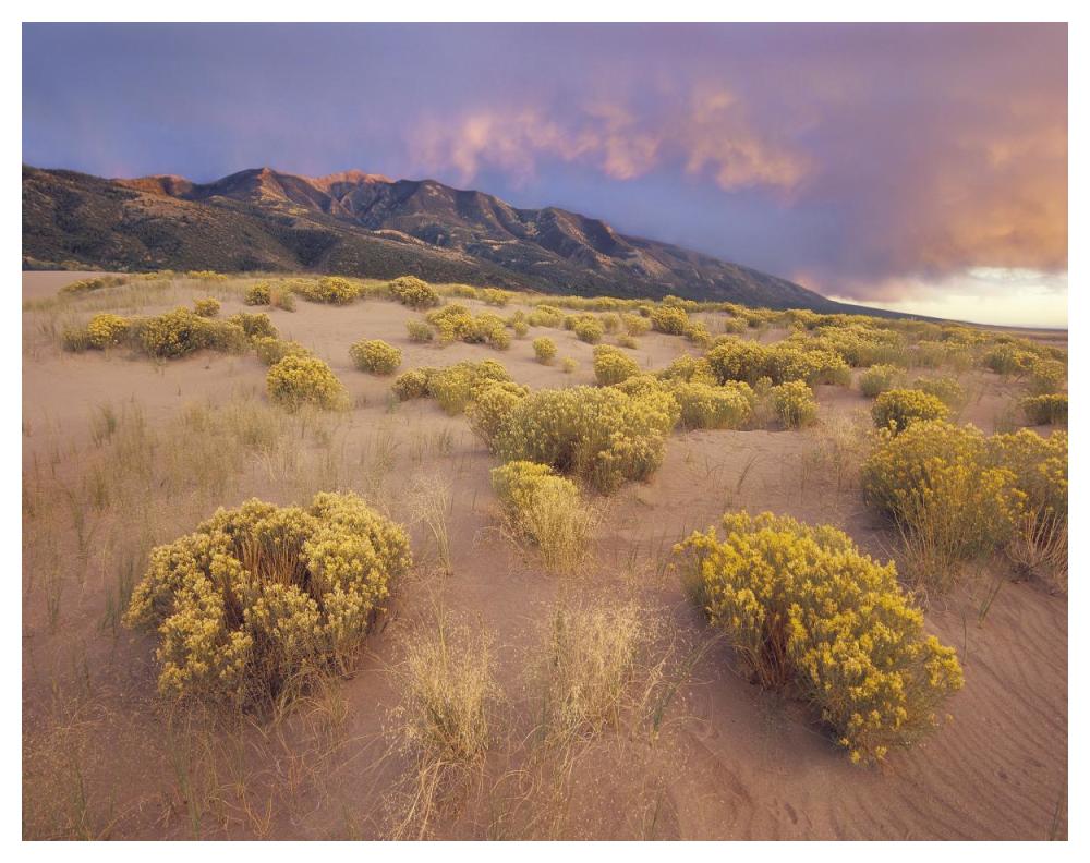 Sagewort On Sand Dune, Sangre De Cristo Mountains, Great Sand Dunes National Monument, Colorado-Paper Art-50X38