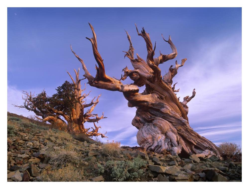 Foxtail Pine Ancient Trees At Schulman Grove, White Mountains, Inyo National Forest, California-Paper Art-18X14