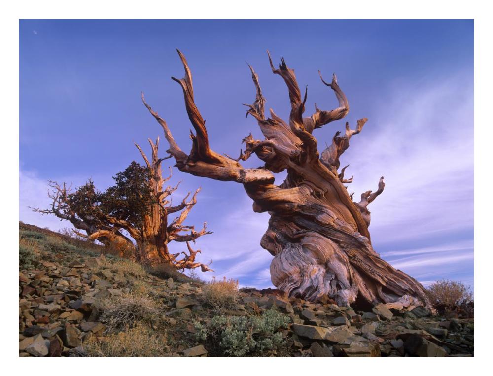 Foxtail Pine Ancient Trees At Schulman Grove, White Mountains, Inyo National Forest, California-Paper Art-26X20