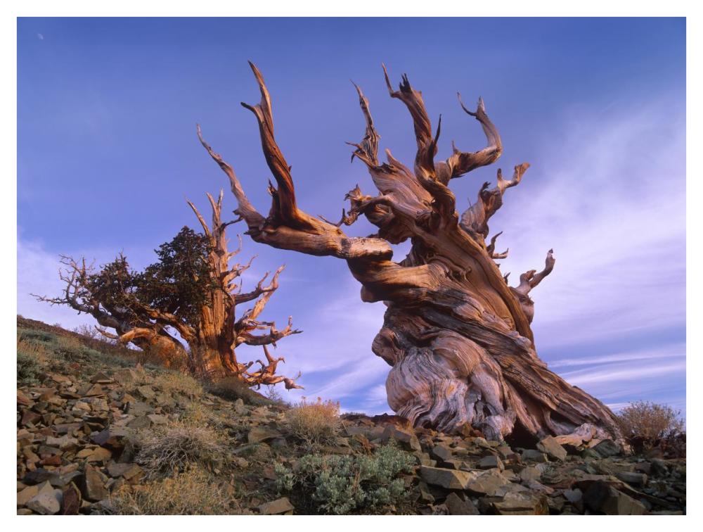 Foxtail Pine Ancient Trees At Schulman Grove, White Mountains, Inyo National Forest, California-Paper Art-42X32