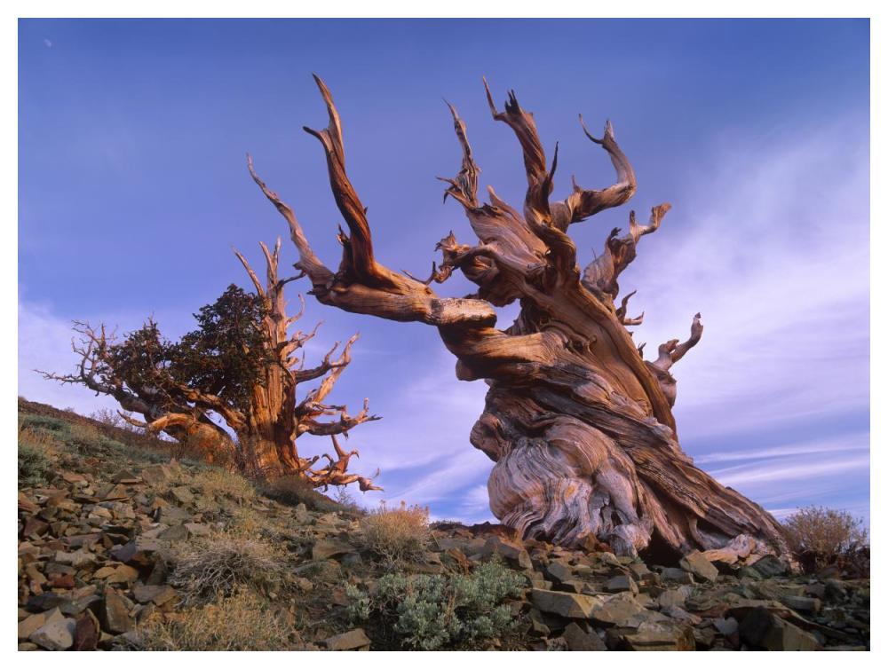 Foxtail Pine Ancient Trees At Schulman Grove, White Mountains, Inyo National Forest, California-Paper Art-50X38