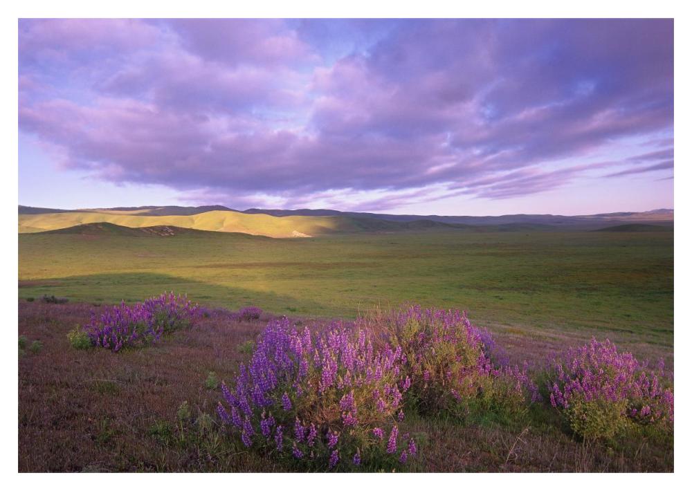 Large-Leaved Lupine In Bloom Overlooking Grassland, Carrizo Plain National Monument, California-Paper Art-20X14