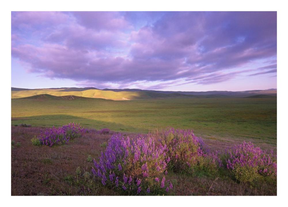 Large-Leaved Lupine In Bloom Overlooking Grassland, Carrizo Plain National Monument, California-Paper Art-26X18