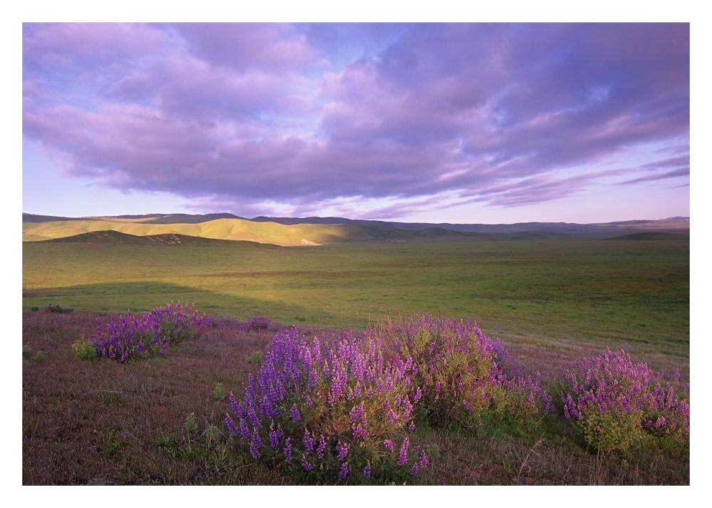Large-Leaved Lupine In Bloom Overlooking Grassland, Carrizo Plain National Monument, California-Paper Art-32X22