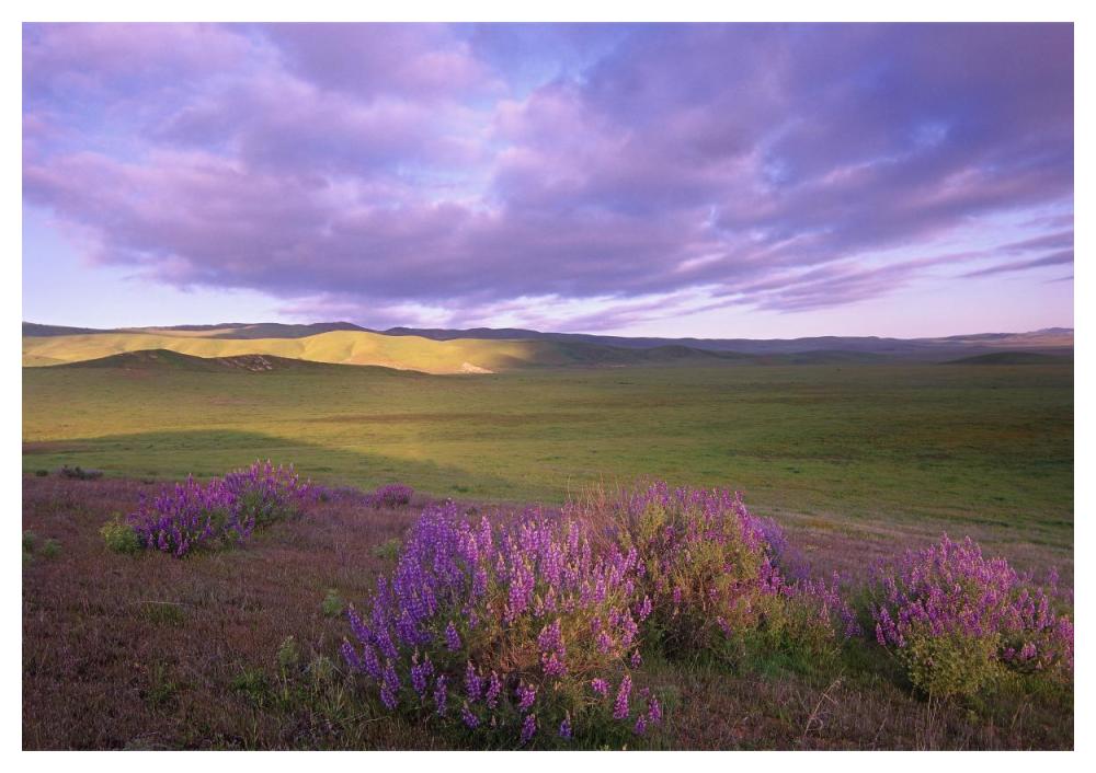 Large-Leaved Lupine In Bloom Overlooking Grassland, Carrizo Plain National Monument, California-Paper Art-50X34