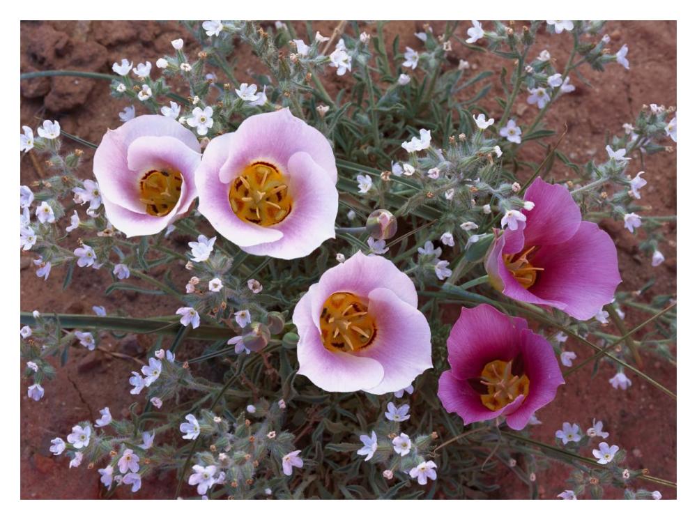 Sego Lily Group, State Flower Of Utah With Bulbous Edible Root, Canyonlands National Park, Utah-Paper Art-18X14
