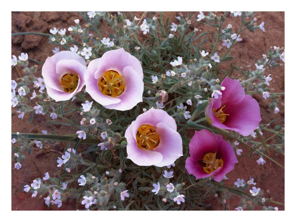 Sego Lily Group, State Flower Of Utah With Bulbous Edible Root, Canyonlands National Park, Utah-Paper Art-26X20