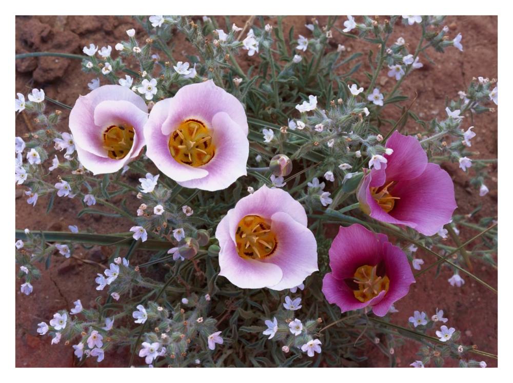 Sego Lily Group, State Flower Of Utah With Bulbous Edible Root, Canyonlands National Park, Utah-Paper Art-34X26