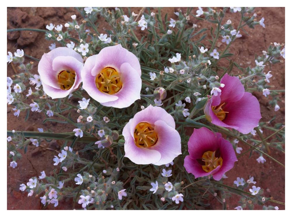 Sego Lily Group, State Flower Of Utah With Bulbous Edible Root, Canyonlands National Park, Utah-Paper Art-42X32