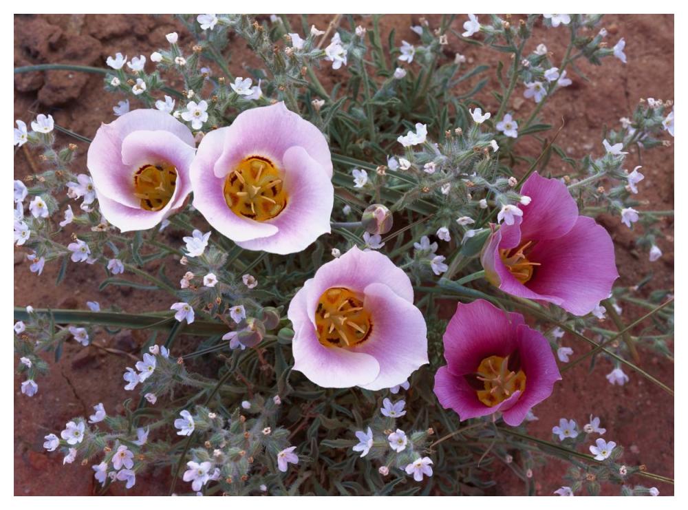 Sego Lily Group, State Flower Of Utah With Bulbous Edible Root, Canyonlands National Park, Utah-Paper Art-50X38