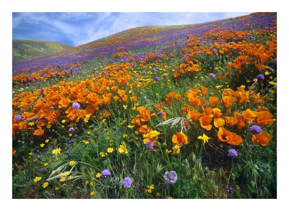 California Poppy And Other Wildflowers Growing On Hillside, Spring, Antelope Valley, California-Paper Art-24X17.62