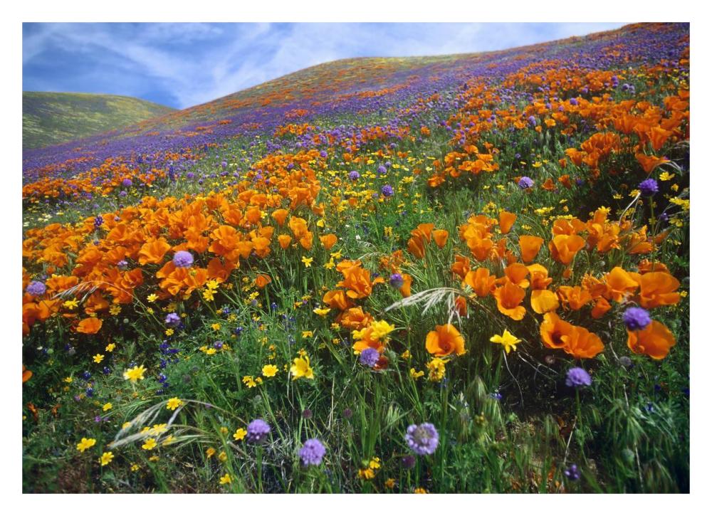California Poppy And Other Wildflowers Growing On Hillside, Spring, Antelope Valley, California-Paper Art-32X23.3