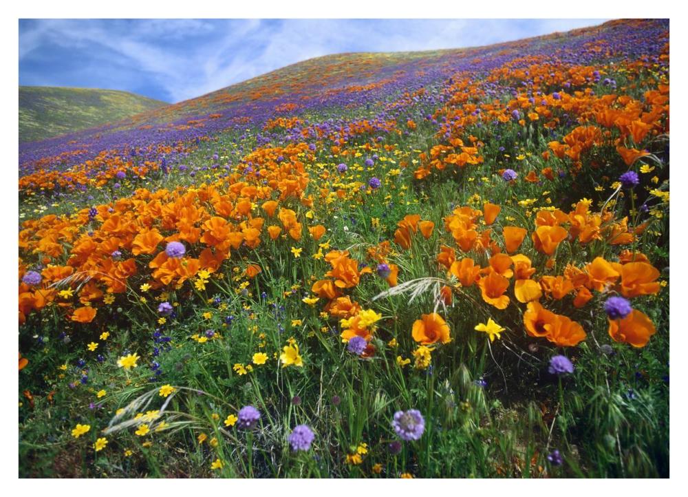 California Poppy And Other Wildflowers Growing On Hillside, Spring, Antelope Valley, California-Paper Art-38X27.56