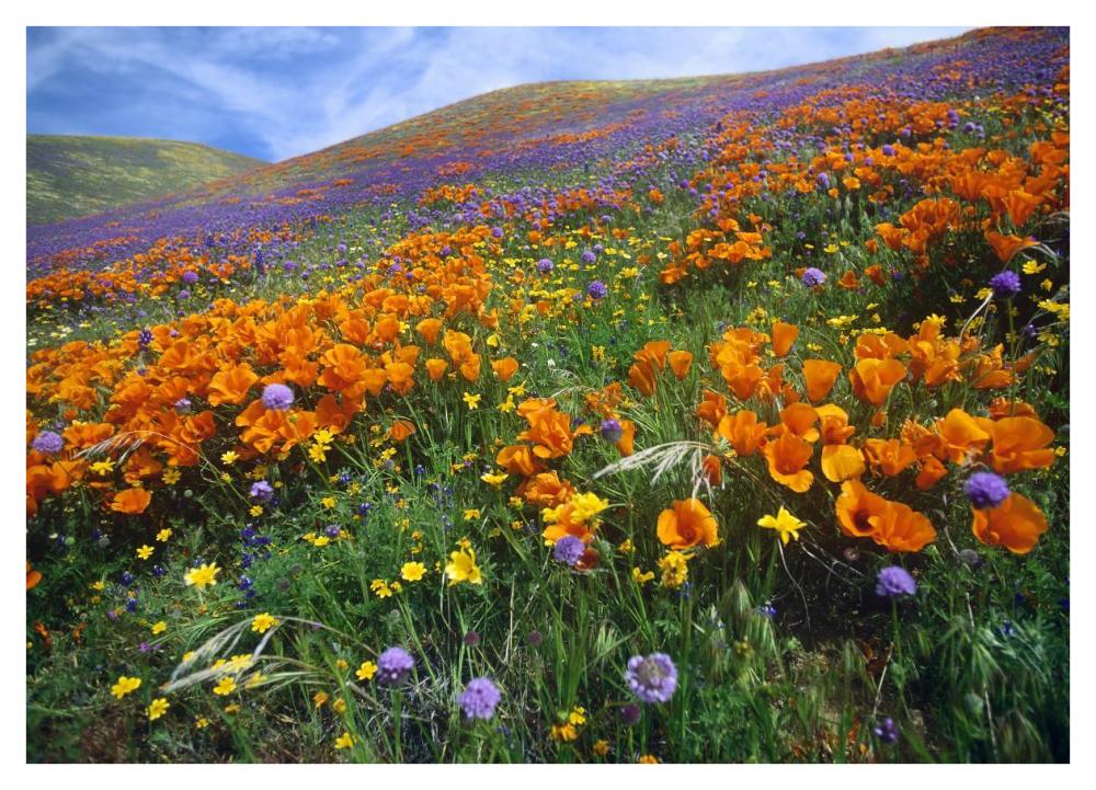 California Poppy And Other Wildflowers Growing On Hillside, Spring, Antelope Valley, California-Paper Art-42X30.4