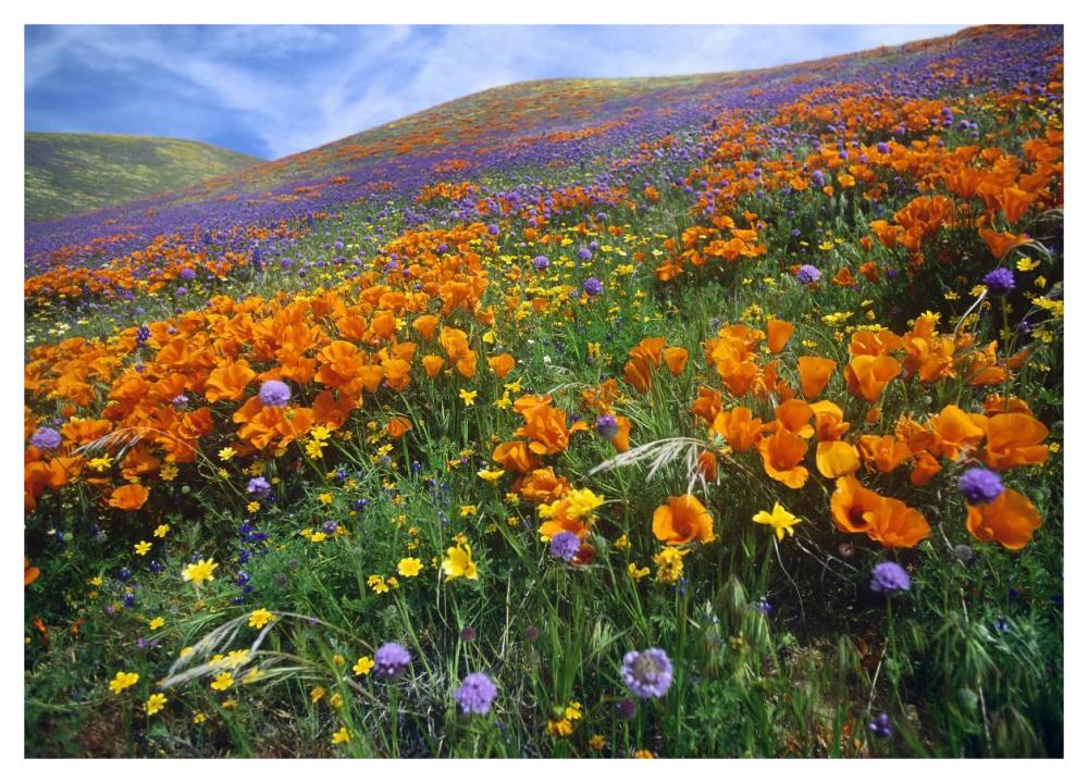California Poppy And Other Wildflowers Growing On Hillside, Spring, Antelope Valley, California-Paper Art-46X33.24