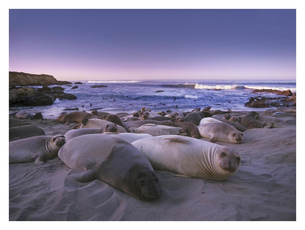 Northern Elephant Seal Juveniles Laying On The Beach, Point Piedras Blancas, Big Sur, California-Paper Art-18X14