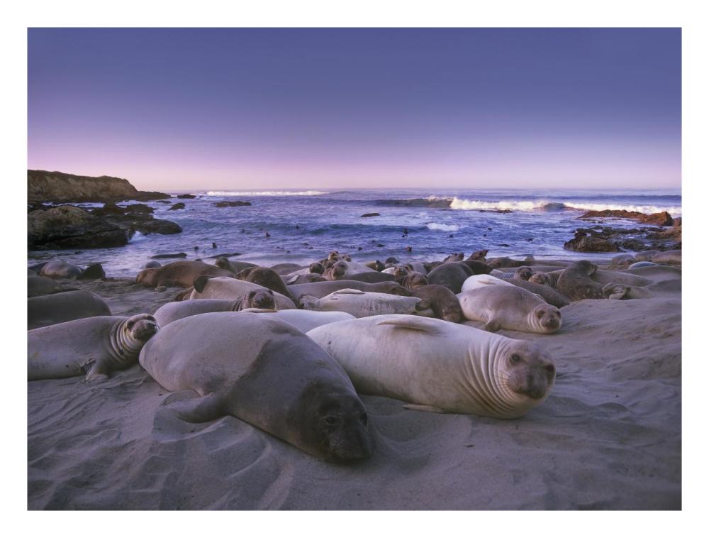 Northern Elephant Seal Juveniles Laying On The Beach, Point Piedras Blancas, Big Sur, California-Paper Art-26X20