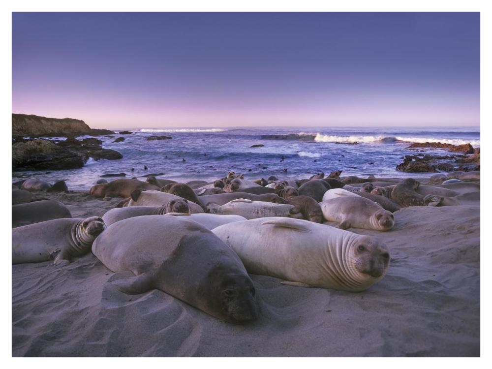 Northern Elephant Seal Juveniles Laying On The Beach, Point Piedras Blancas, Big Sur, California-Paper Art-42X32