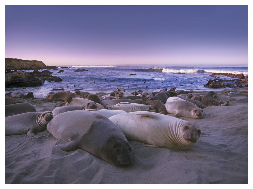 Northern Elephant Seal Juveniles Laying On The Beach, Point Piedras Blancas, Big Sur, California-Paper Art-50X38