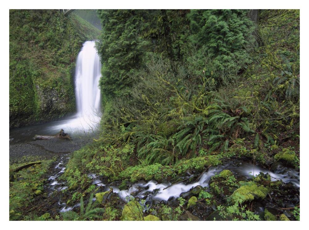 Multnomah Falls Cascading Through Temperate Rainforest, Columbia River Gorge Near Portland, Oregon-Paper Art-34X26