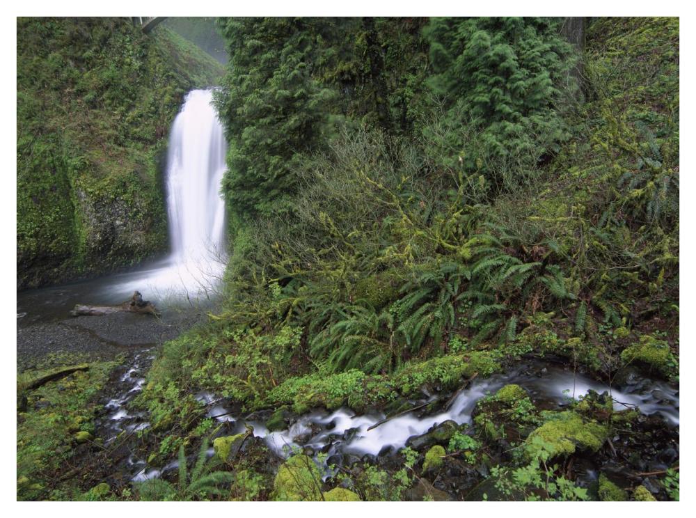 Multnomah Falls Cascading Through Temperate Rainforest, Columbia River Gorge Near Portland, Oregon-Paper Art-42X32