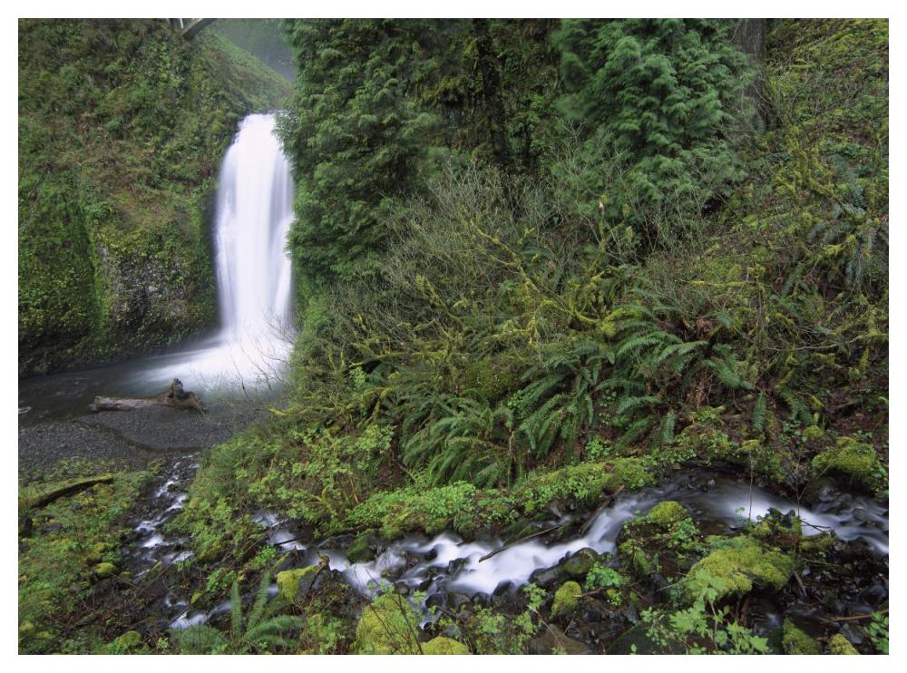 Multnomah Falls Cascading Through Temperate Rainforest, Columbia River Gorge Near Portland, Oregon-Paper Art-50X38